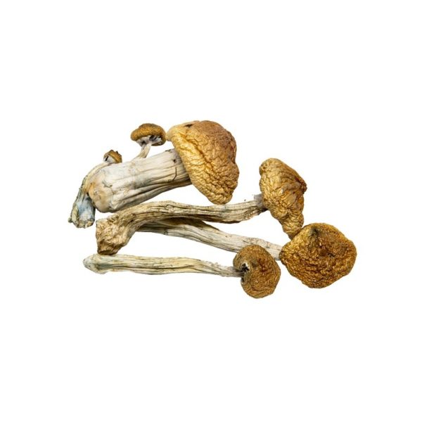 fournitures pour la culture des champignons