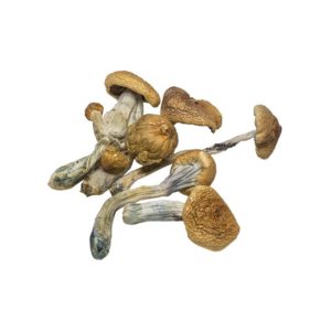 колорадский гриб