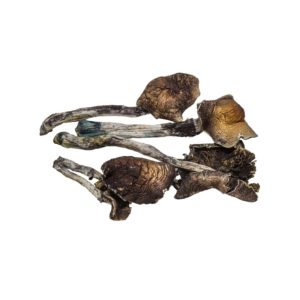 psilocybine paddenstoelen online kopen