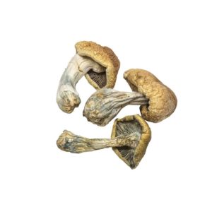 materiały do uprawy grzybów