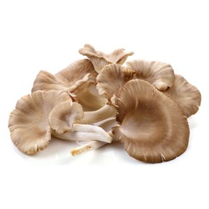 mistä ostaa osteri sieniä